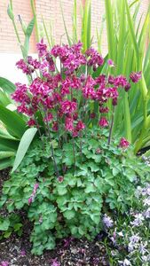 Аквилегия (водосбор)